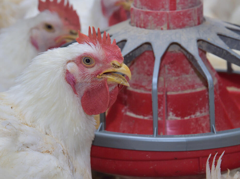 White chickens with red faces eat from a red feeder.