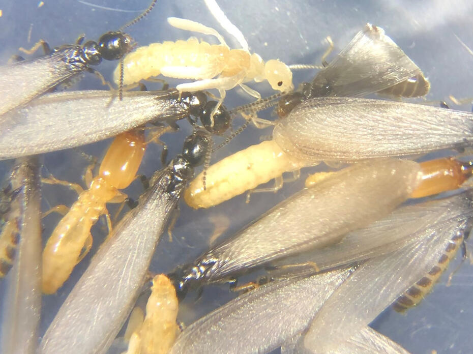 Small insects with and without wings are pictured together.