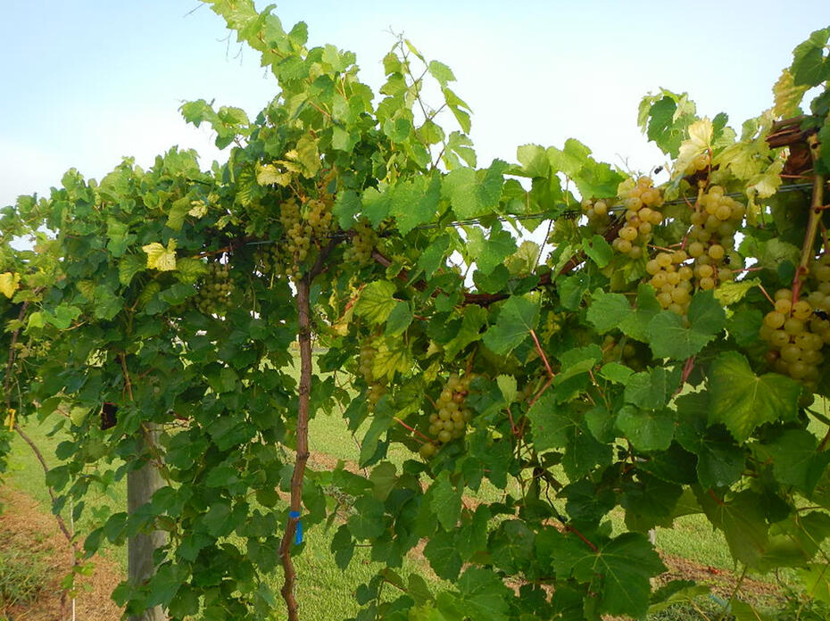 Clusters of grapes grow on a vine in an orchard.