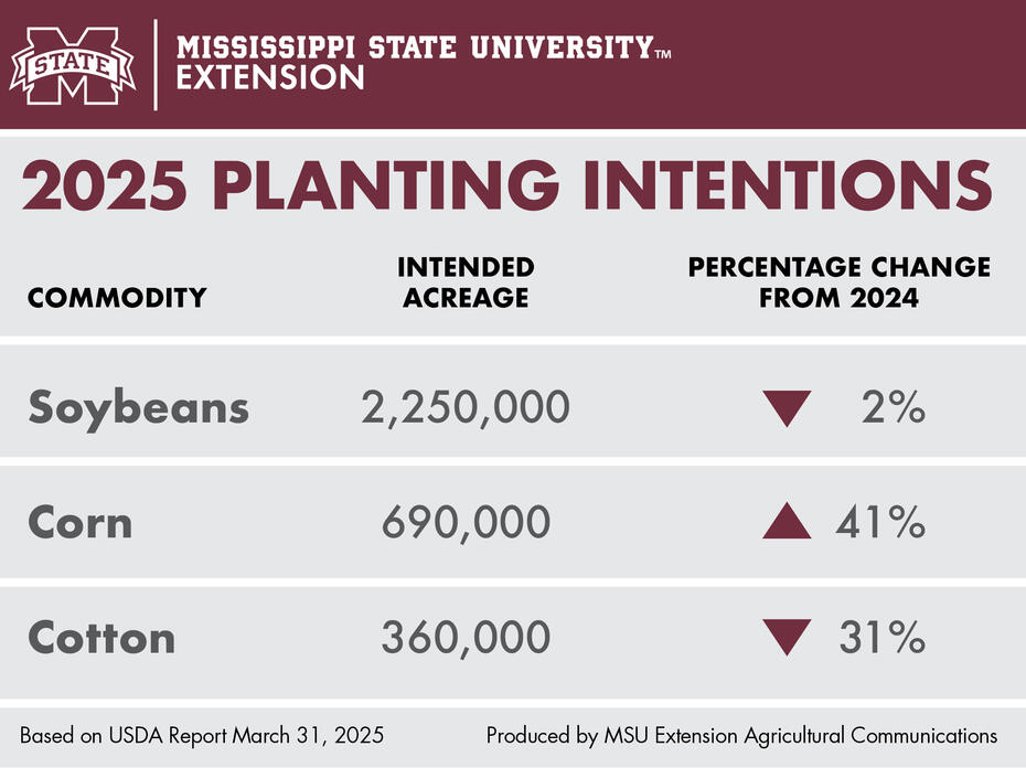 A chart shows the number of acres that Mississippi producers intend to plant in 2025 for the following crops: soybeans, 2.25 million acres, which is 2 percent less than the acreage planted in 2024; corn, 690,000 acres, which is a 41-percent increase from 2024; and cotton, 360,000 acres, which is a 31-percent decrease from 2024’s acreage.