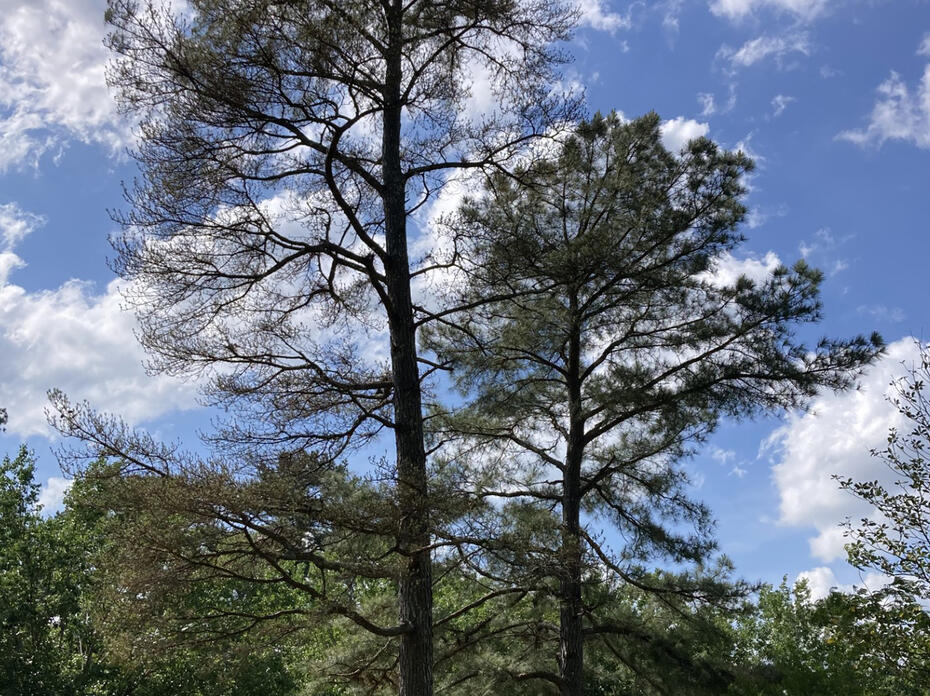 Mature loblolly pine tree in Mississippi with brownish-red needles due to brown spot needle blight.