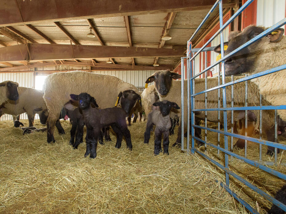 Sheep inside a barn standing on hay
