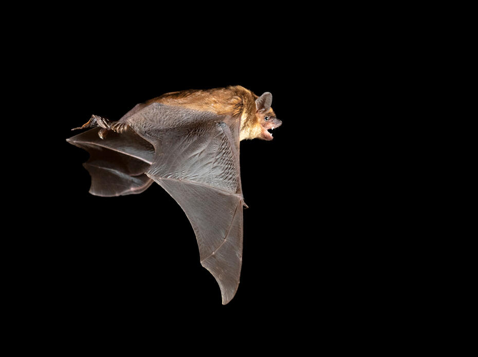 Brown bat flying at night.