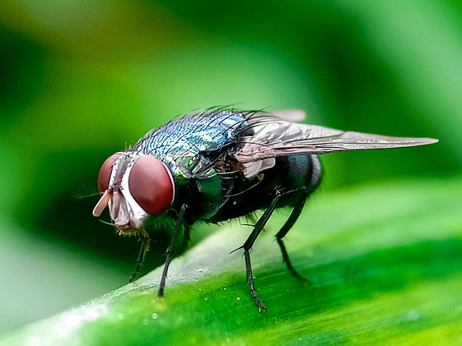 A fly has red eyes and a dark body.