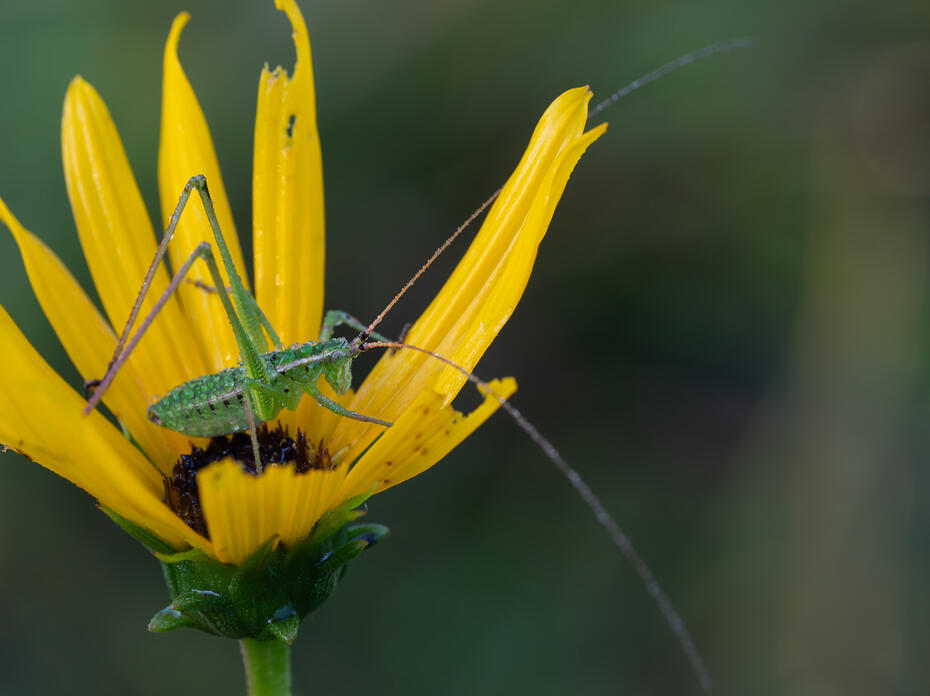 A katydid sits inside a swamp sunflower.
