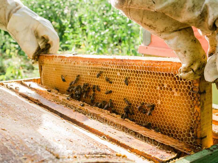 Beekeeper removing honeycomb from beehive.