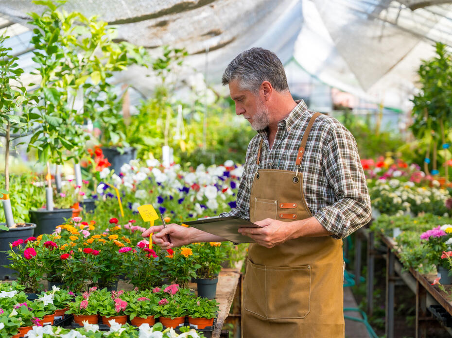 Gardener working in nursery greenhouse.