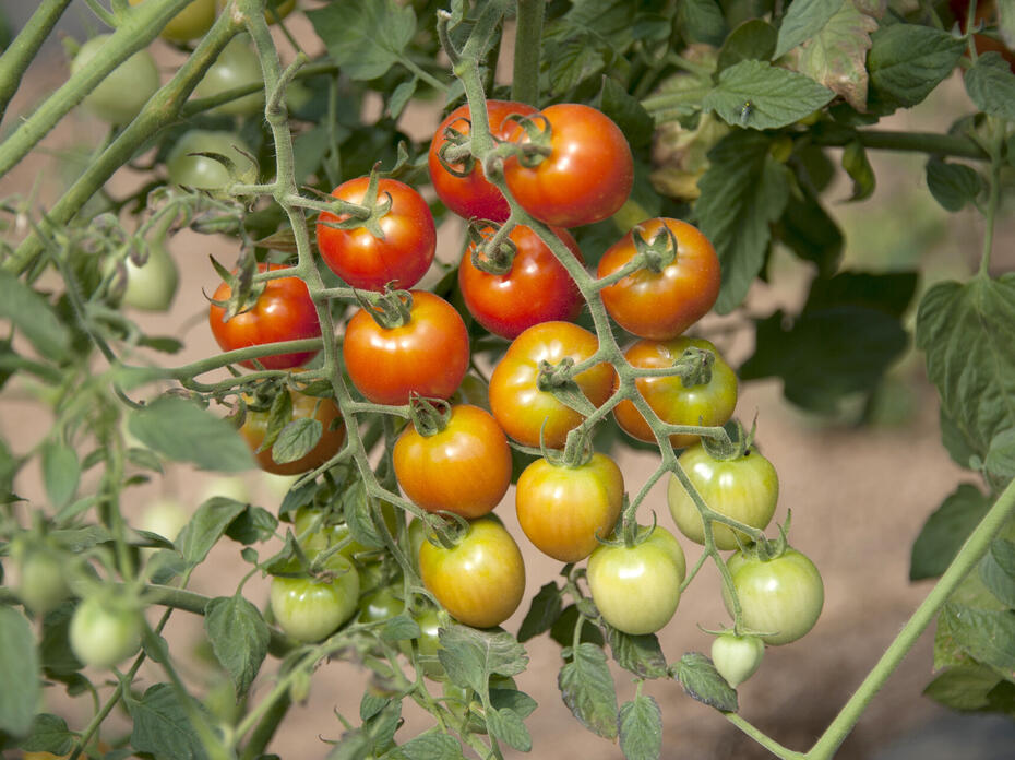 Tomatoes on a vine.