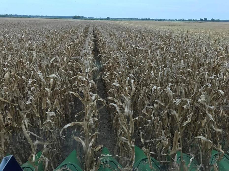 Rows of corn in a field.