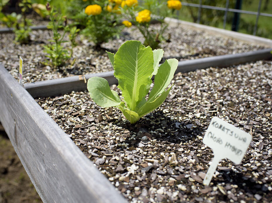 Close-up of a young leafy green vegetable plant growing in a salad table with other herbs and marigolds.