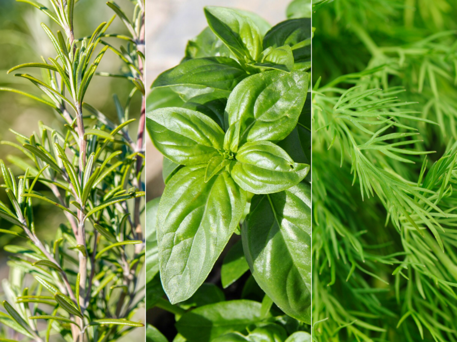 rosemary, basil, and dill collage