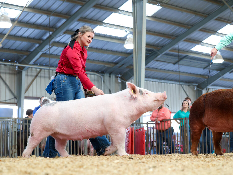 Girl in red shirt showing a pink Yorkshire pig.