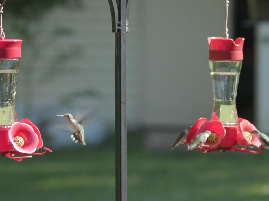 four hummingbirds feed at two feeders.
