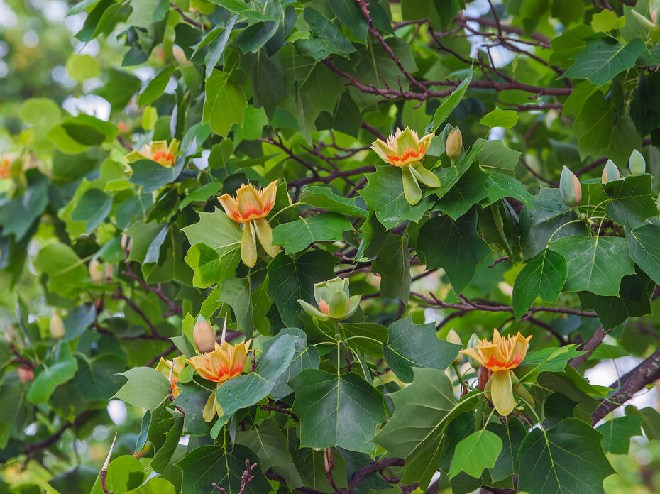 A closeup of a poplar tree showing its leaves and flowers