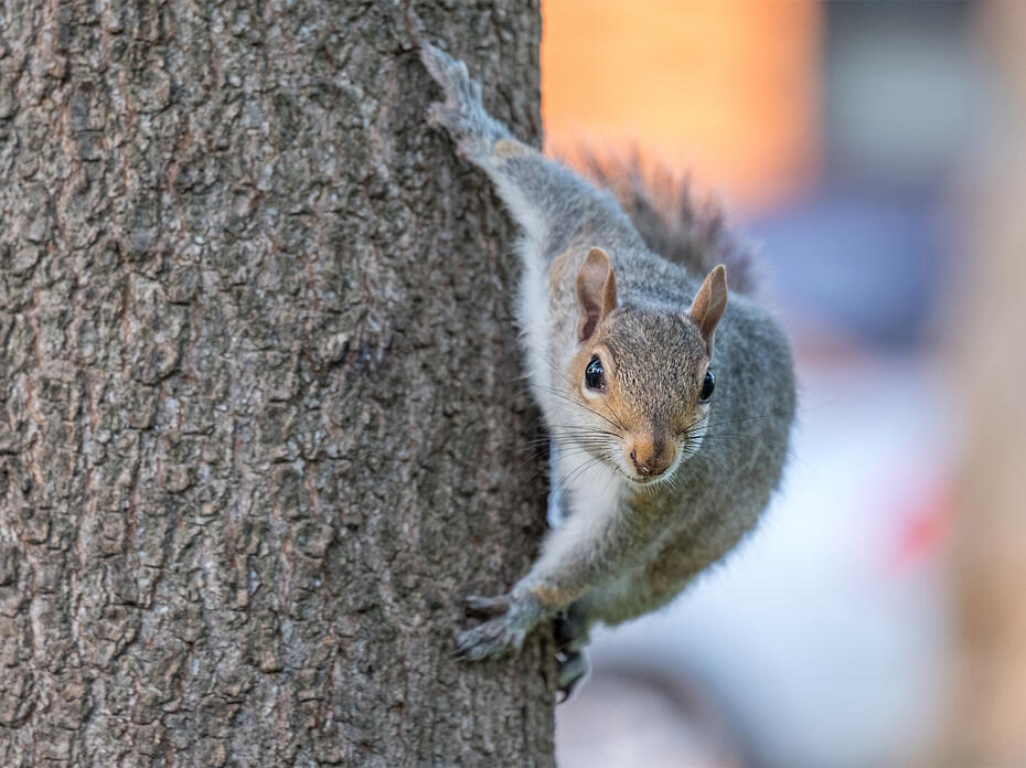 Eastern Gray Squirrel on Tree