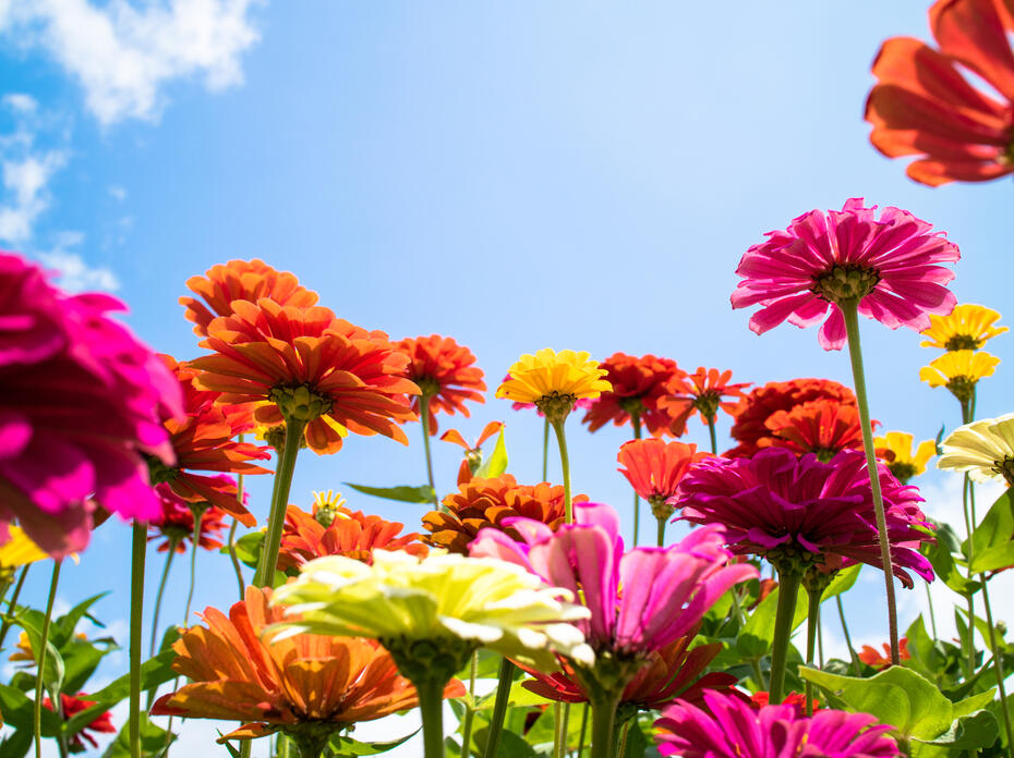 A group of zinnias with the sky in the background.