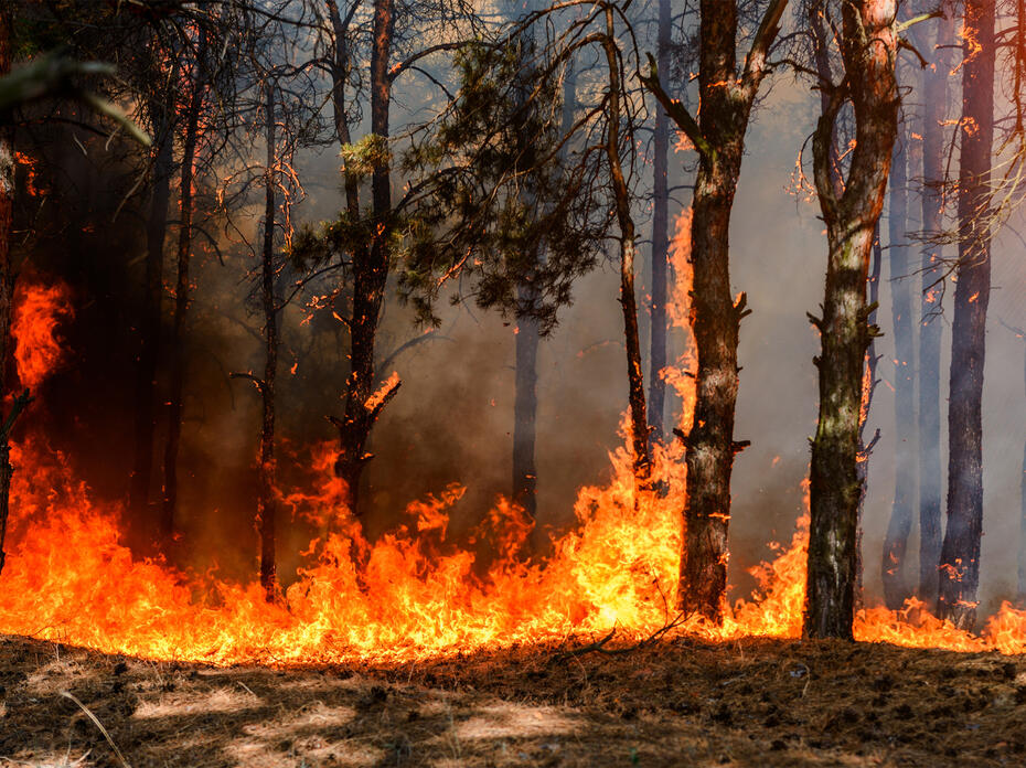 Fire engulfs a forest.