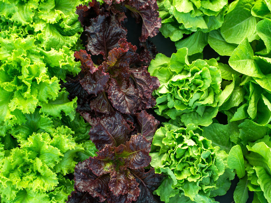 Green and purple lettuce.