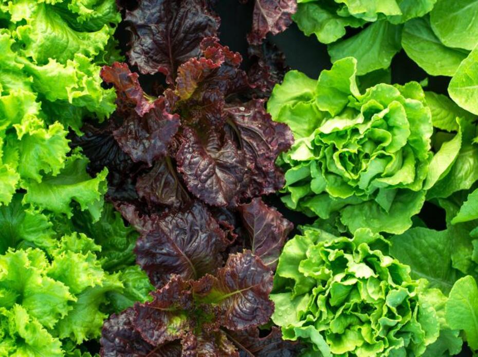 three rows of lettuce grow in a garden
