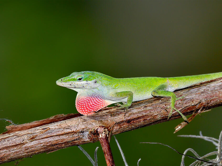 green Carolina anole