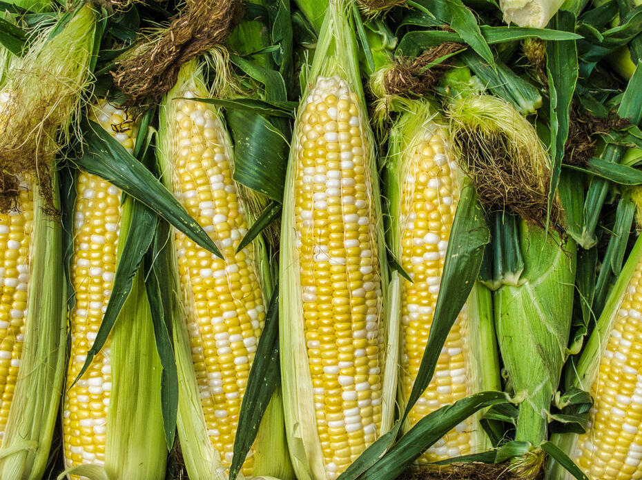 Ears of Corn