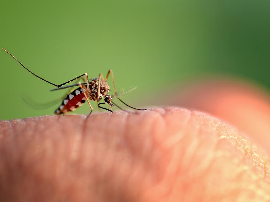 Mosquito on hand