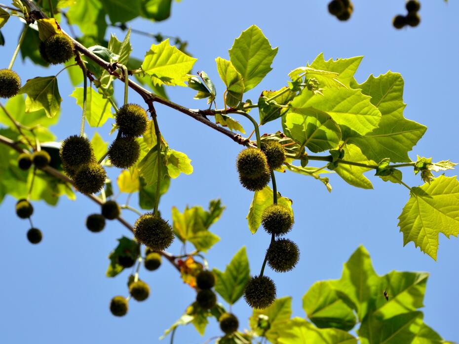 Sycamore leaves and fruit