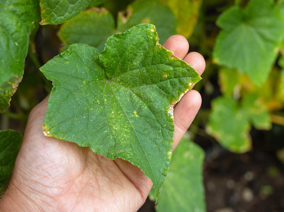 A cucumber leaf with disease lesions rests on a hand.