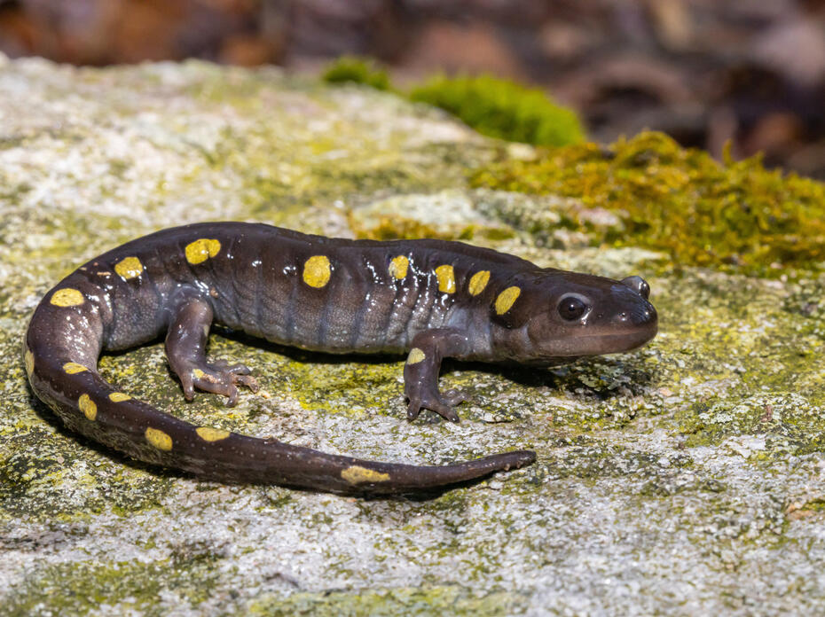 Spotted Salamander 