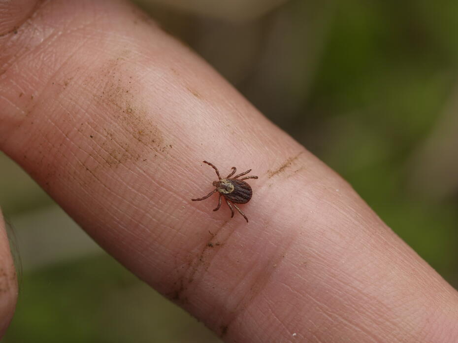 A brown tick on a finger. 