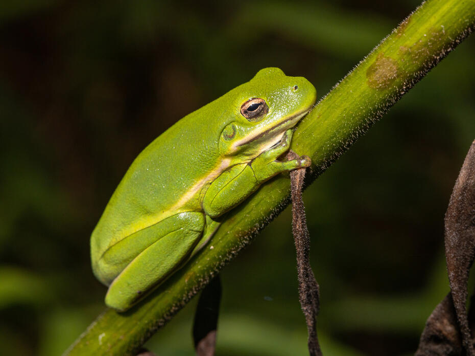 Green Tree Frog
