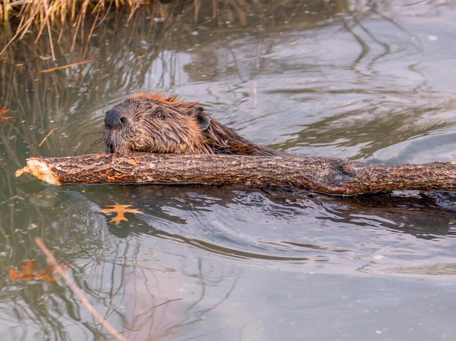 Beaver with log in his mouth.