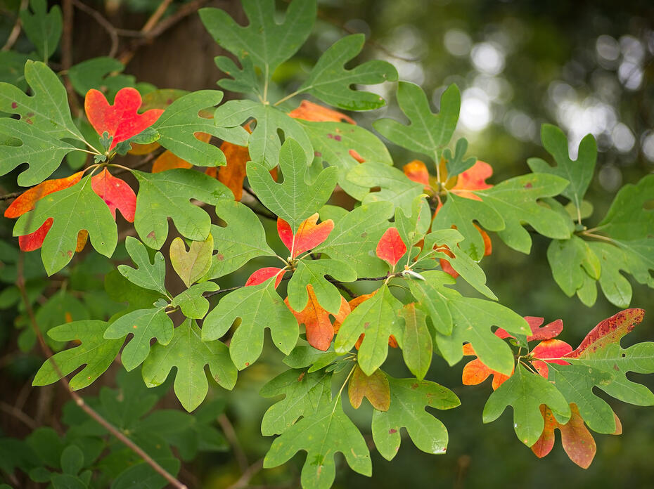Sassafras Tree Leaves