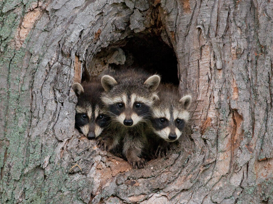 Three raccoons.