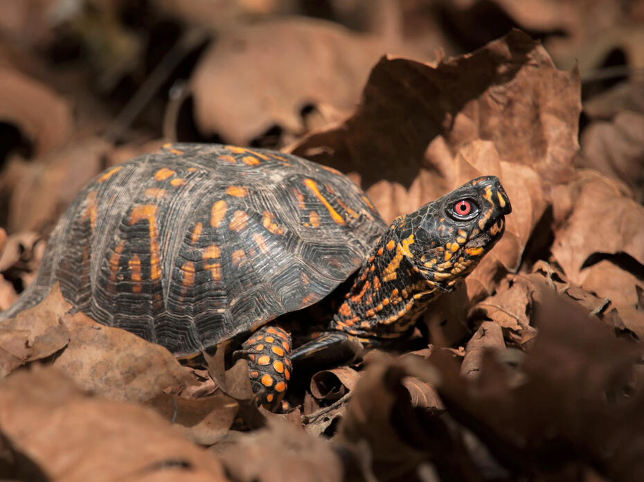 Box Turtle