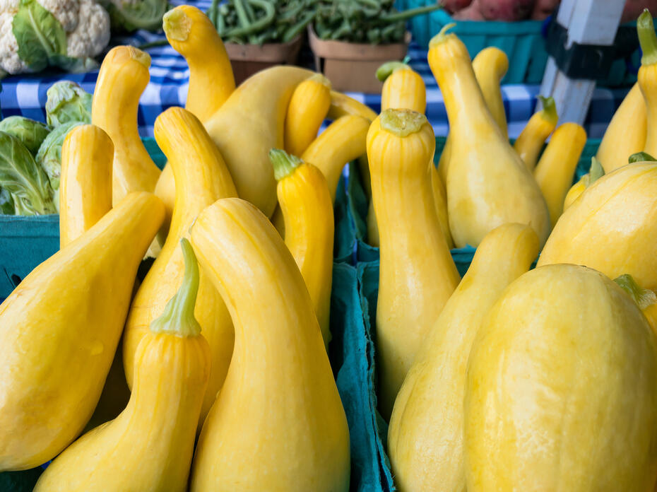 Yellow Squash
