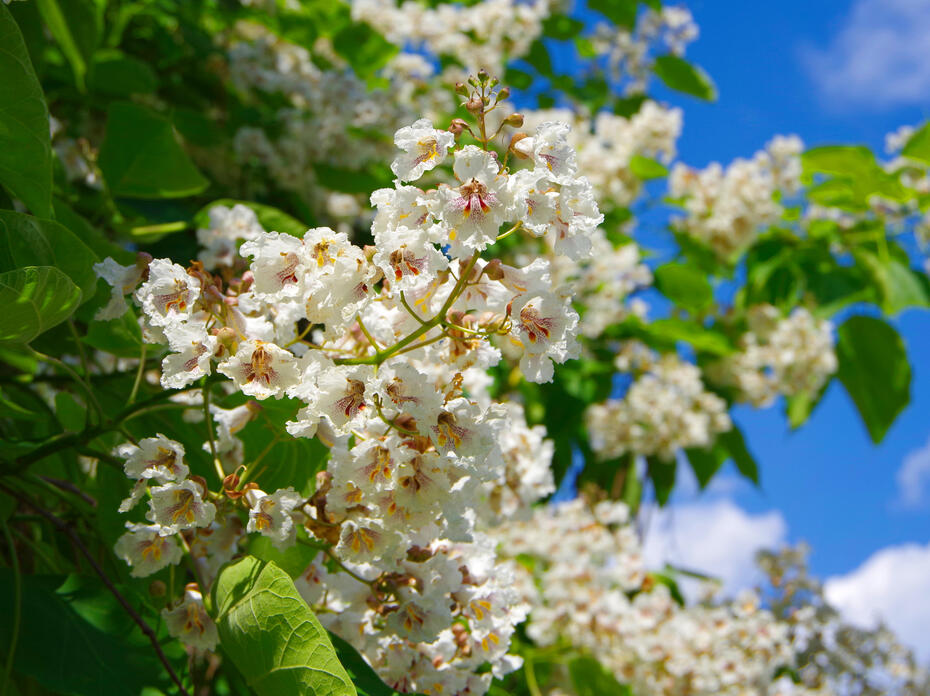 White flowers blooming on a tree.