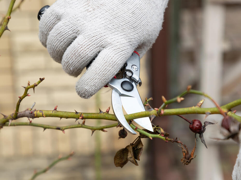 Rose bush being pruned with pruners