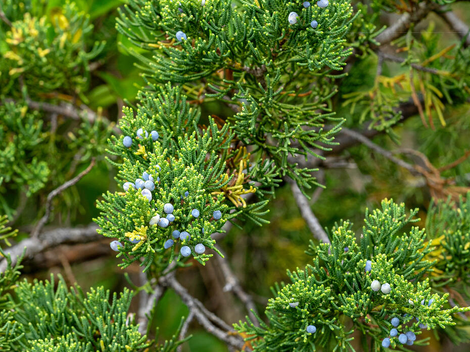 Eastern redcedar needles and berries