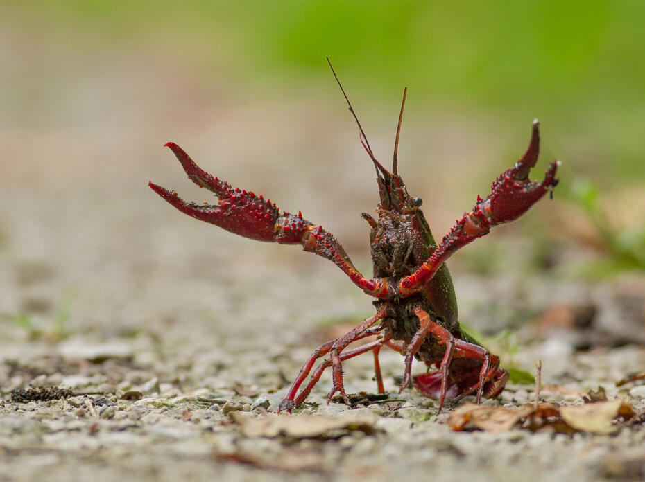 Red Crawfish