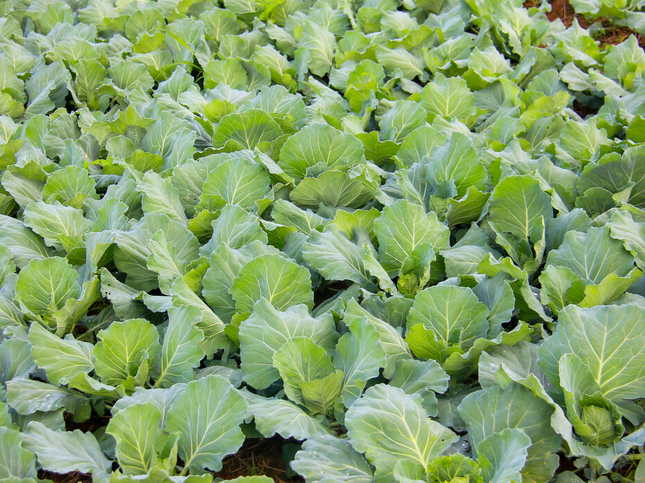 Turnip Greens in Garden