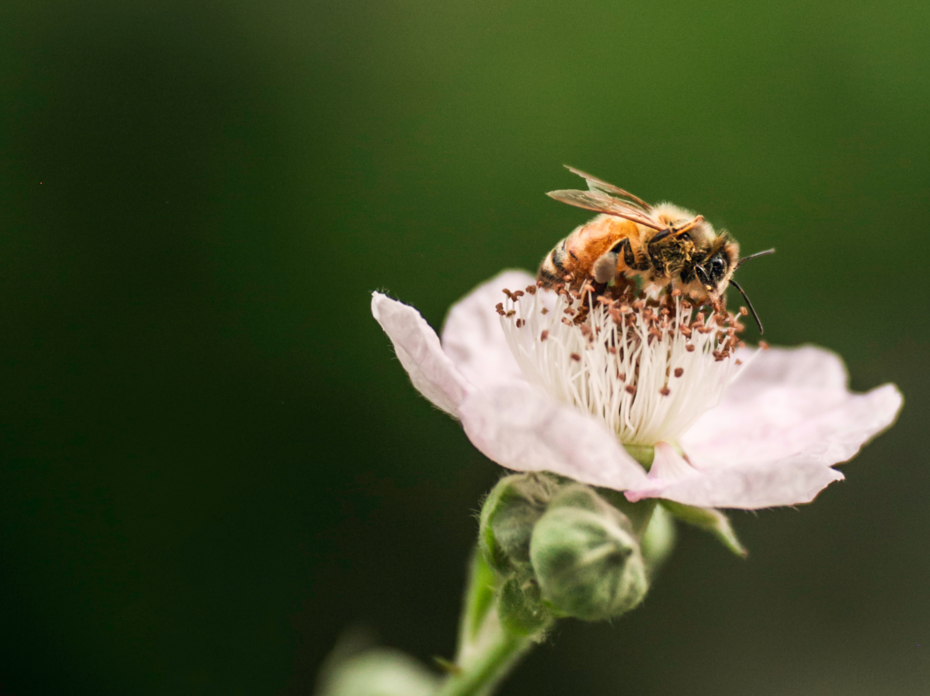 A bee sits on a flower