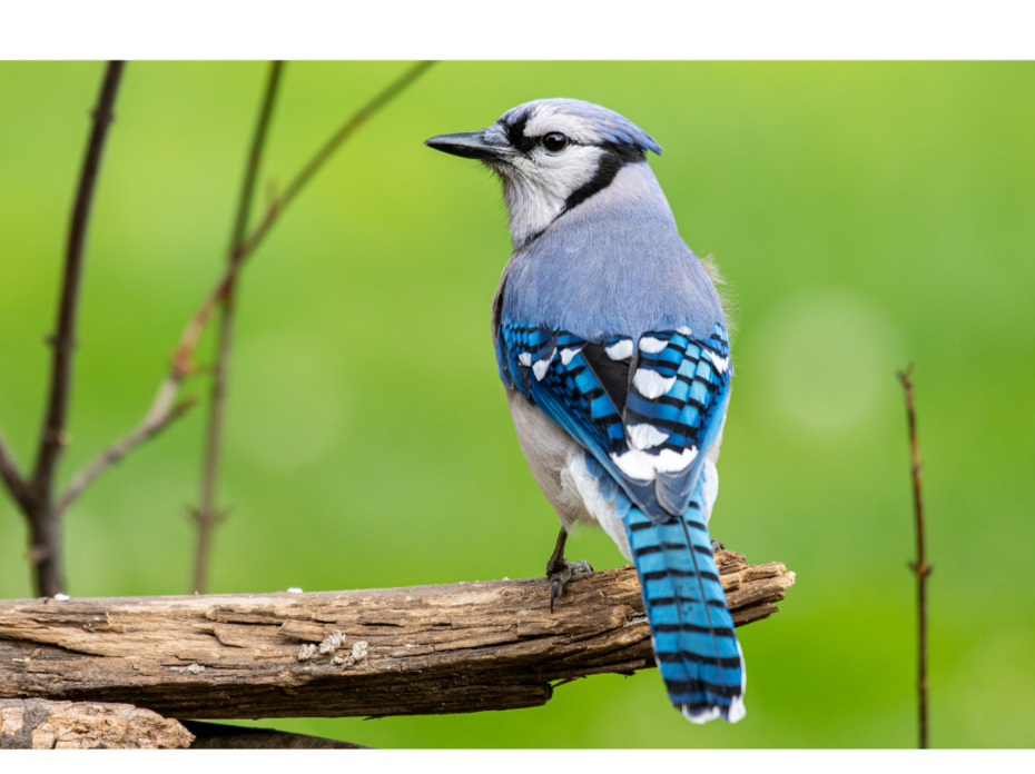 A blue jay on a branch.