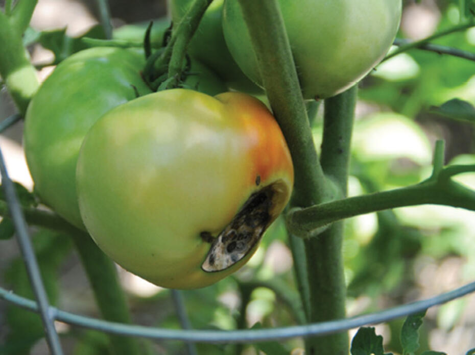 Tomato with blossom end rot