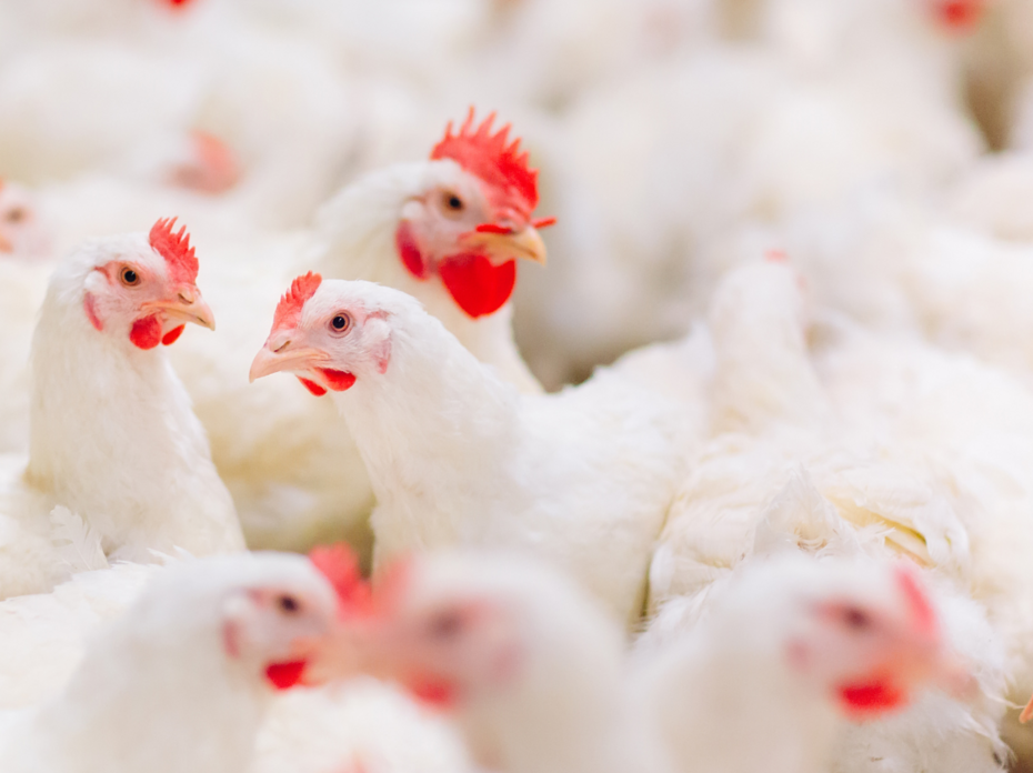 White chickens.