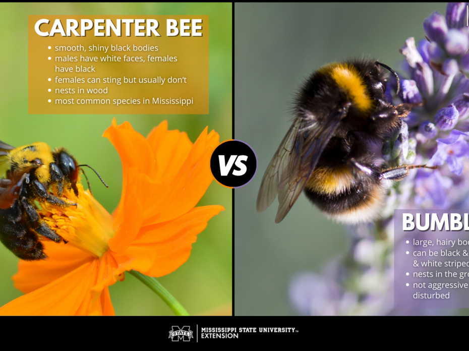 Graphic showing differences between carpenter bees and bumble bees
