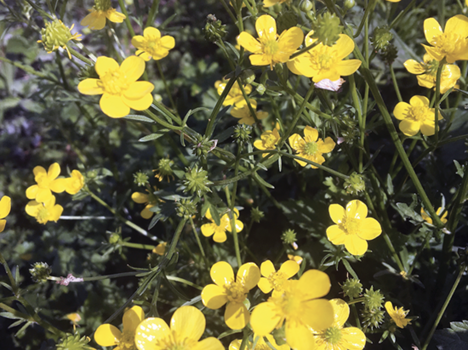 Yellow buttercup weeds.