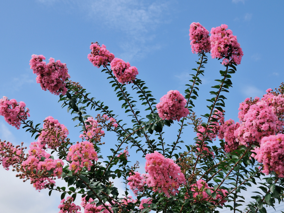 crape myrtle blooms