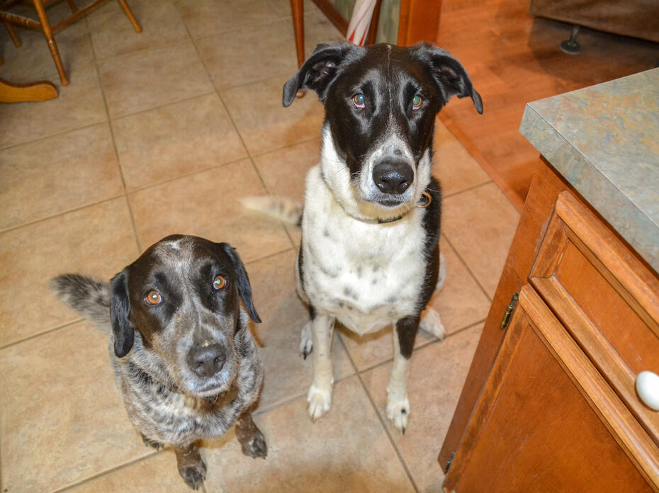 Two dogs sit and look at the camera.
