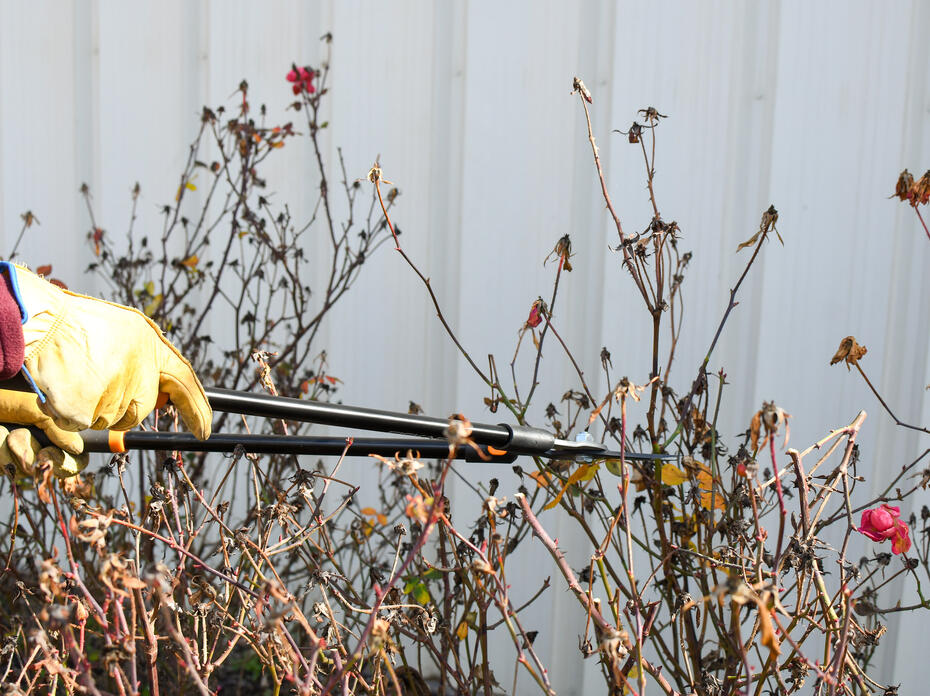 A person wearing yellow gloves using a pair of loppers to prune roses.